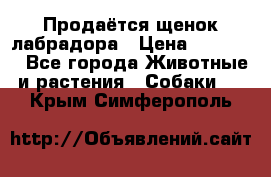 Продаётся щенок лабрадора › Цена ­ 30 000 - Все города Животные и растения » Собаки   . Крым,Симферополь